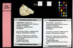 Foto (Objekt + Etiketten) von Culmenformosa glaessneri (Robins, Feldmann & Schweitzer, 2013) 